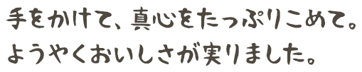 手をかけて、真心をたっぷりこめて。 ようやくおいしさが実りました。  